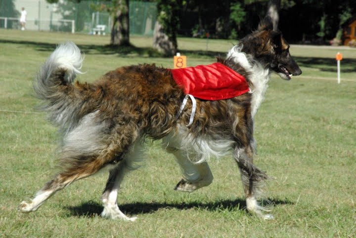 Czaroff vakonowitch du Domaine d'Iasnaïa-Poliana - 3 eme EXC 23 points