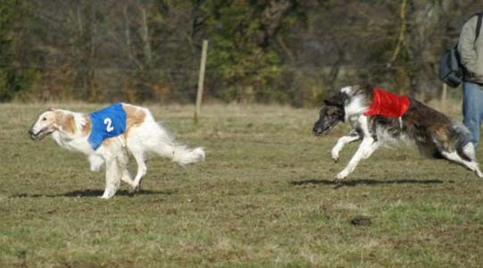 Czaroff vakonowitch du Domaine d'Iasnaïa-Poliana - 2eme Rcacp
