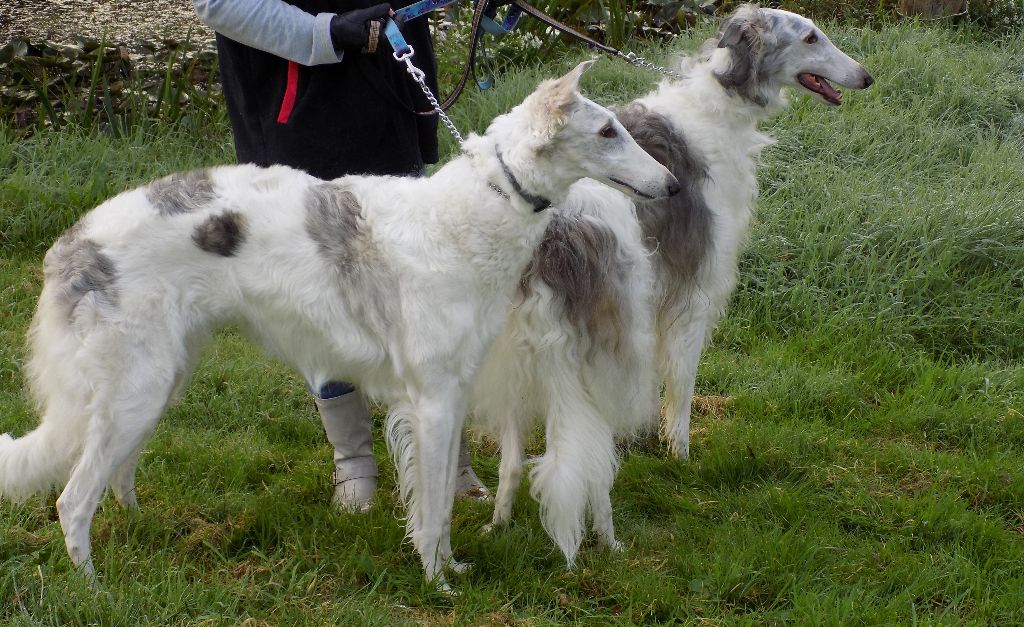 CH. L.s.p georgiy mraja - 1er EXC