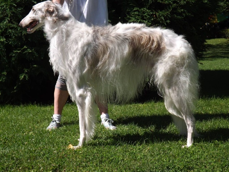 CH. L.s.p georgiy mraja - CACS BOB 2e BOG