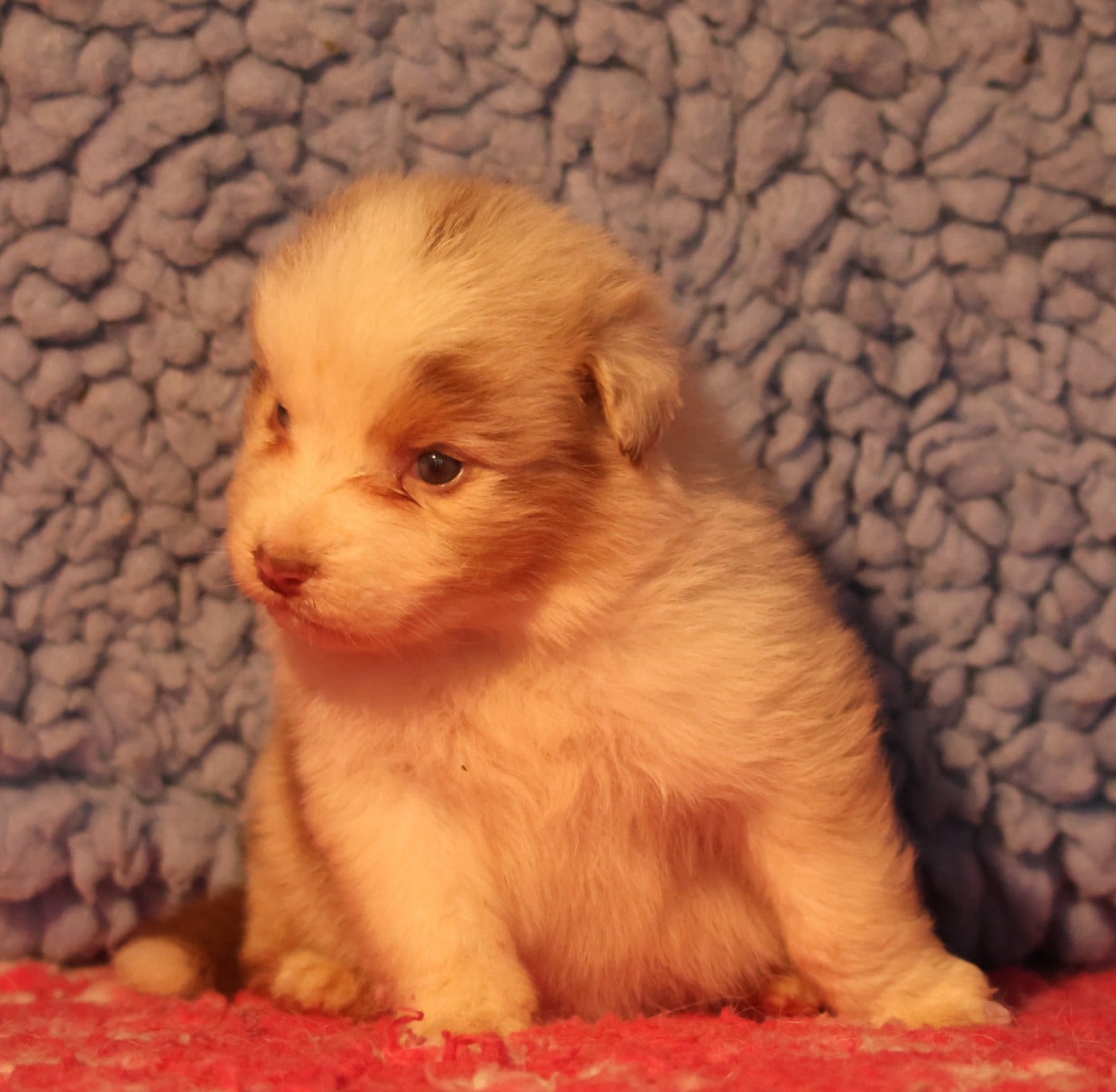 Best new years day appetizers