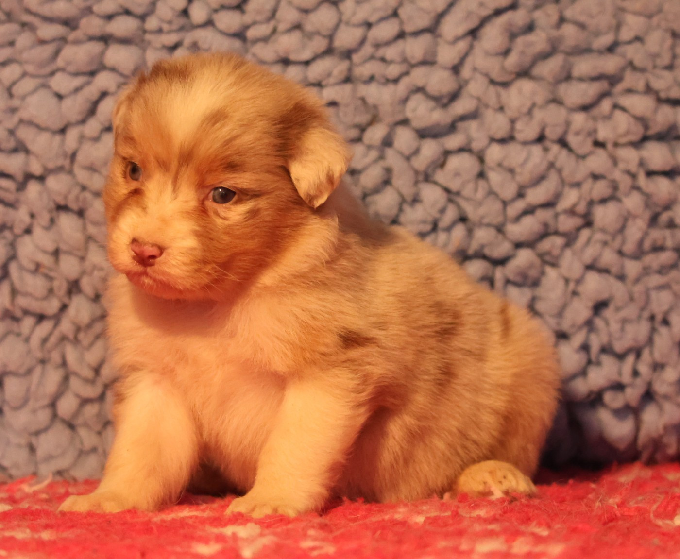 Best new years day music