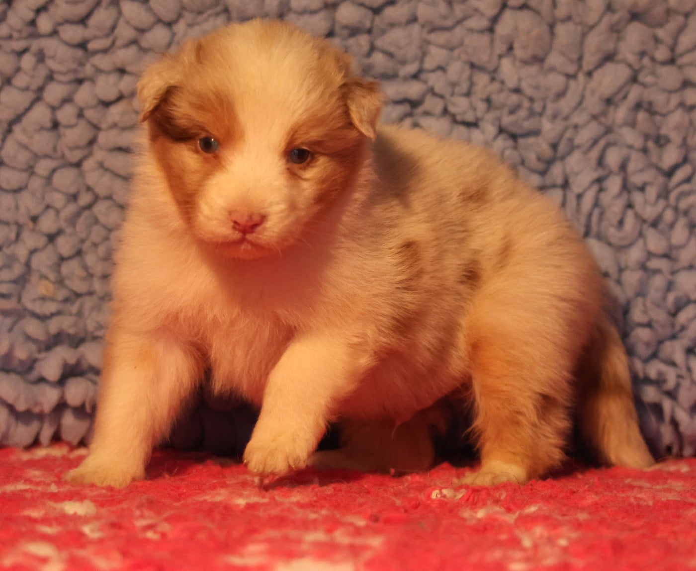 Best new years day conffeti