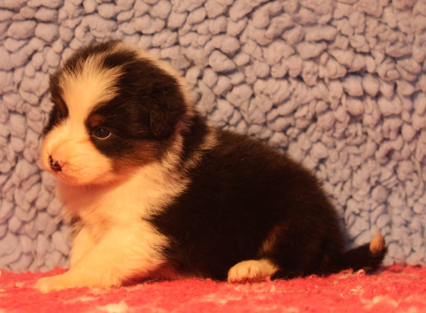 Best new years day wishes