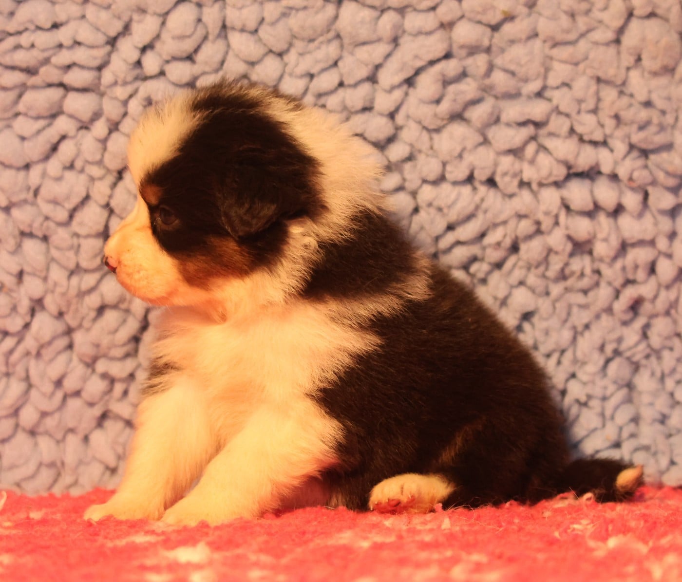 Best new years day wishes