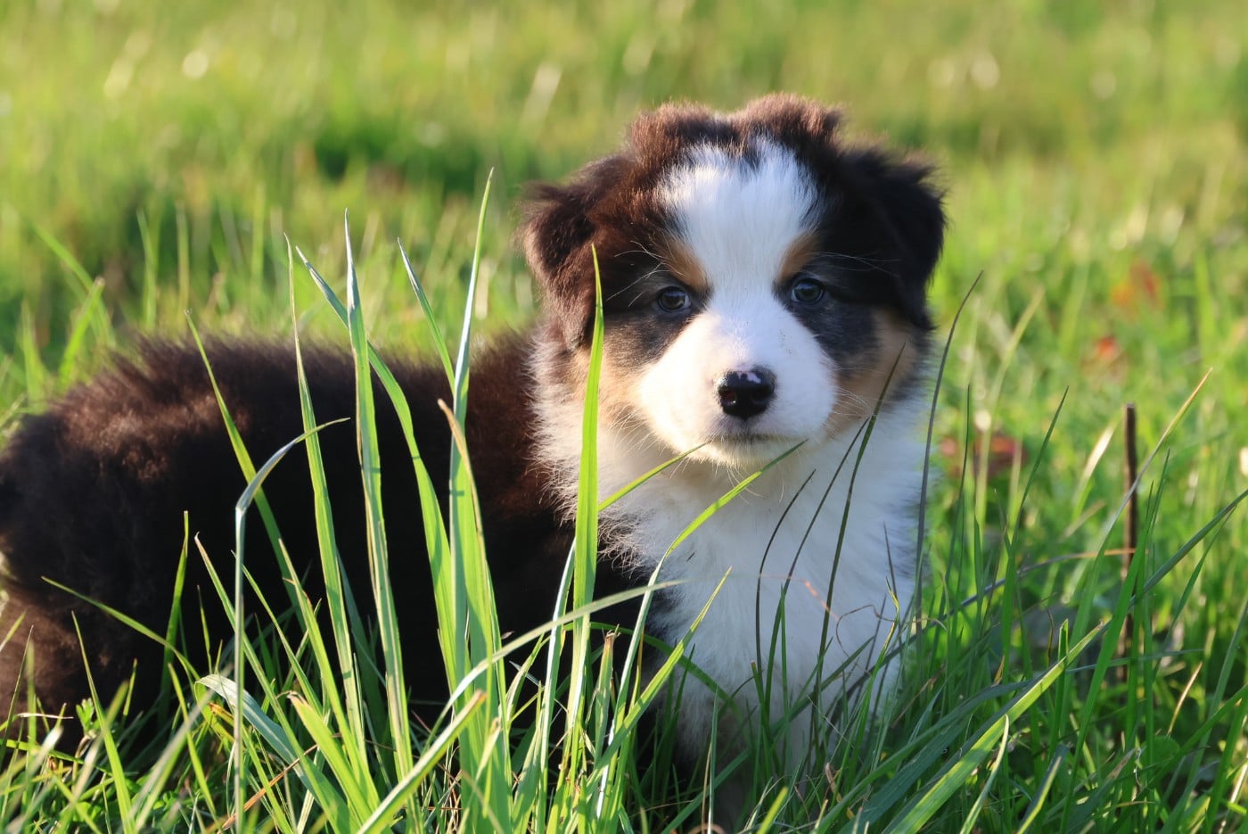 Berger Australien - des Rivages du Lemboulas