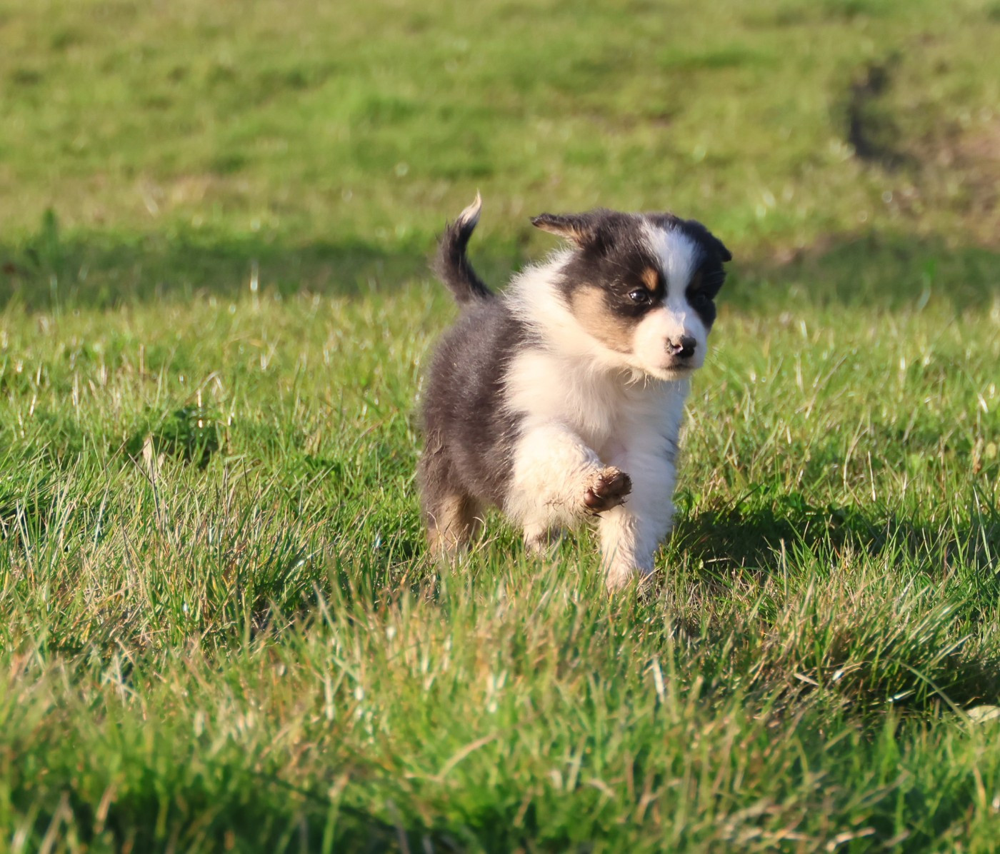 Best new years day wishes