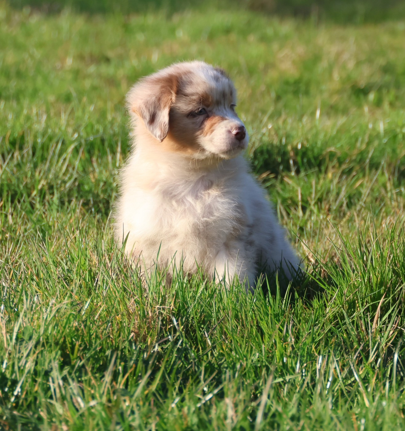 Best new years day music