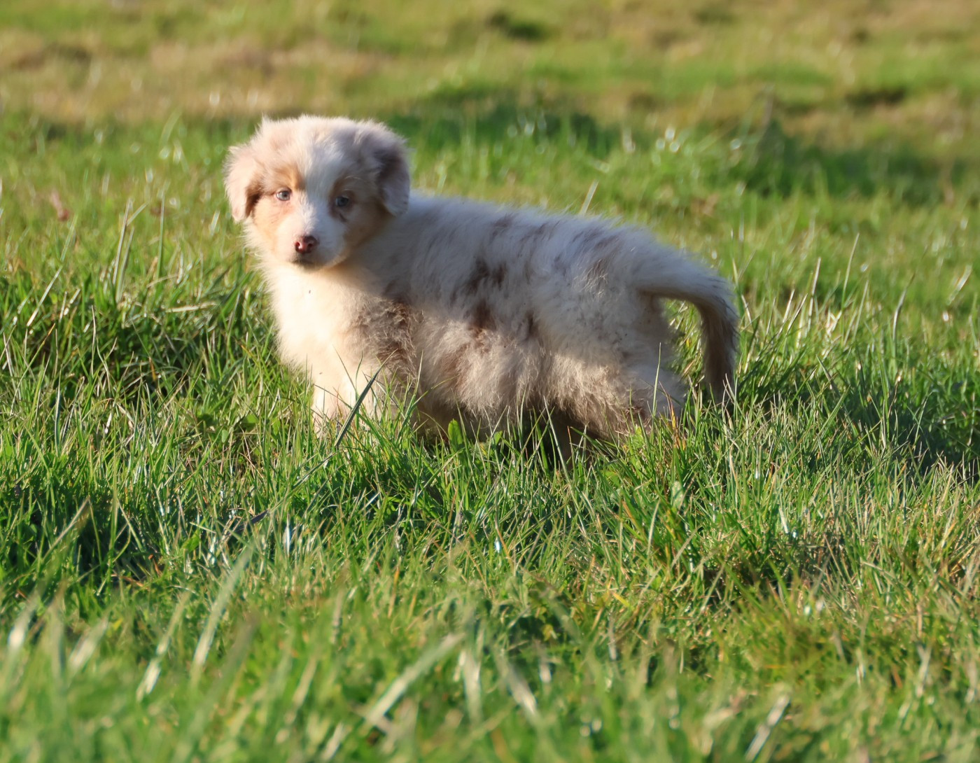 Best new years day appetizers