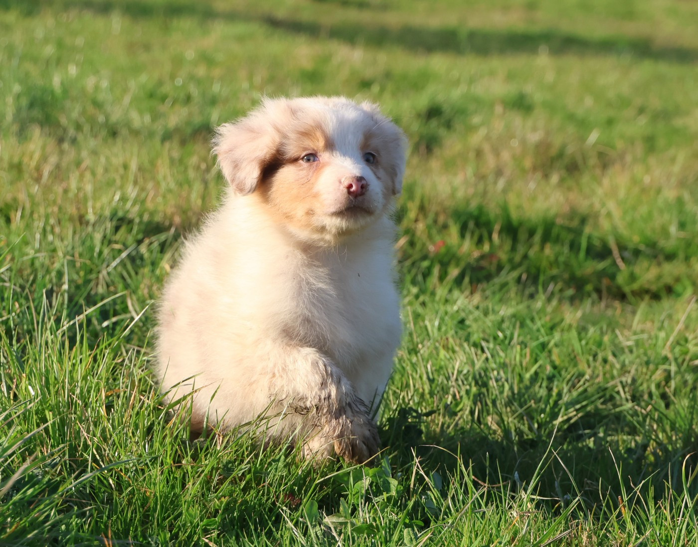 Best new years day appetizers