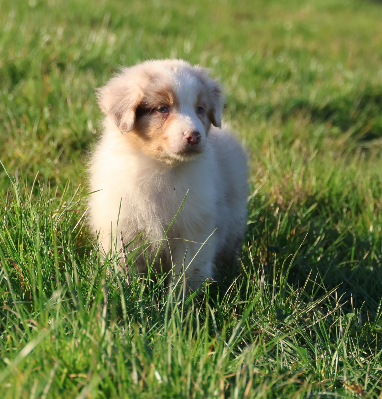 Best new years day appetizers