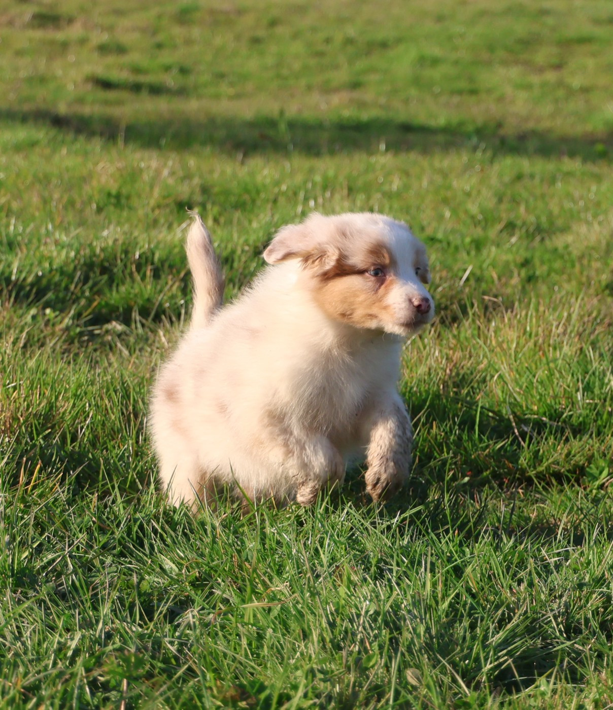 Best new years day appetizers