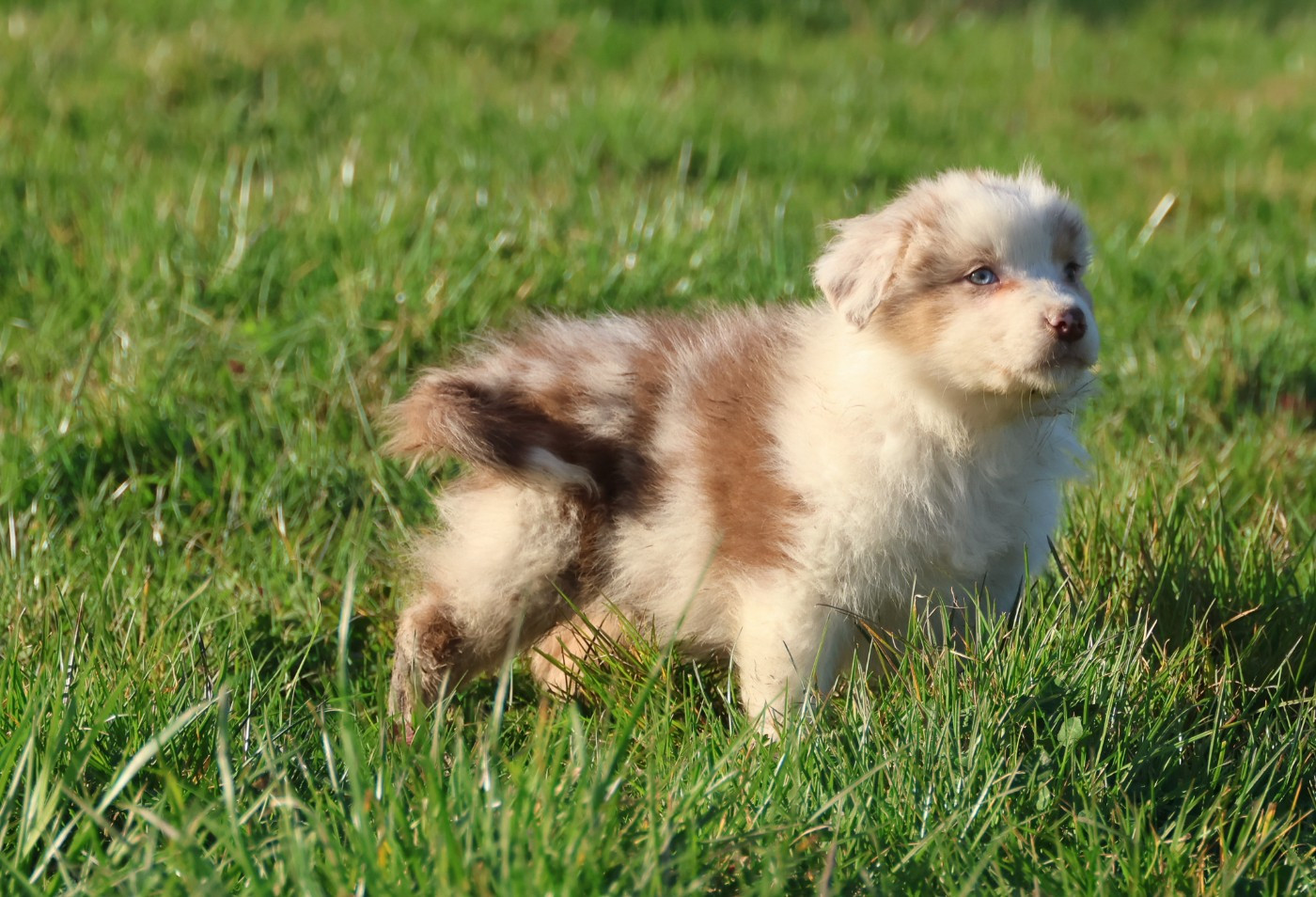 Best new years day meals