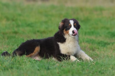 Les chiots de Berger Australien