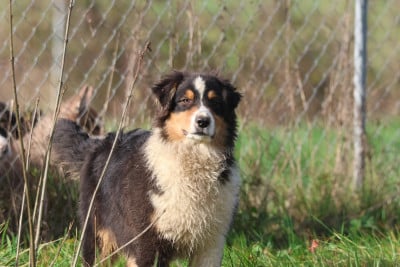 Les chiots de Berger Australien