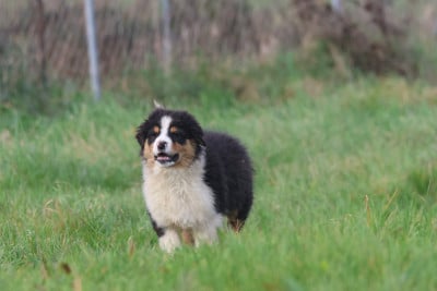 Les chiots de Berger Australien