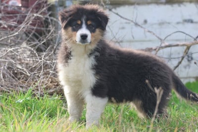 Les chiots de Berger Australien