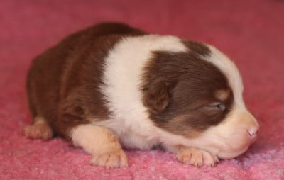 Les chiots de Berger Australien