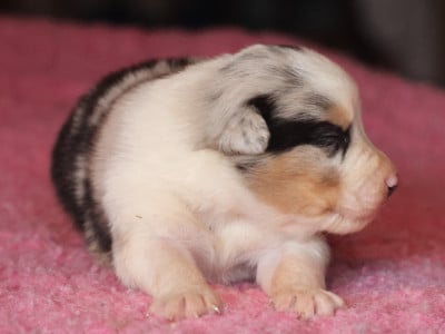 Les chiots de Berger Australien
