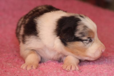 Les chiots de Berger Australien