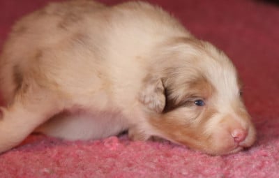 Les chiots de Berger Australien