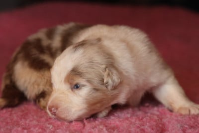 Les chiots de Berger Australien