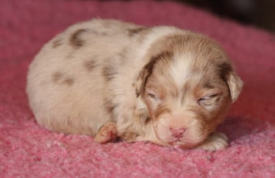 Les chiots de Berger Australien