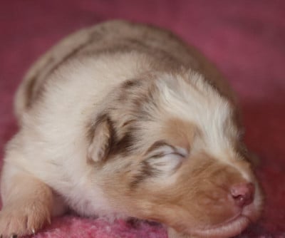 Les chiots de Berger Australien