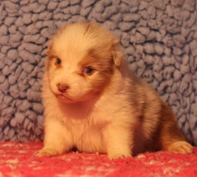 Les chiots de Berger Australien