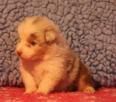 Les chiots de Berger Australien