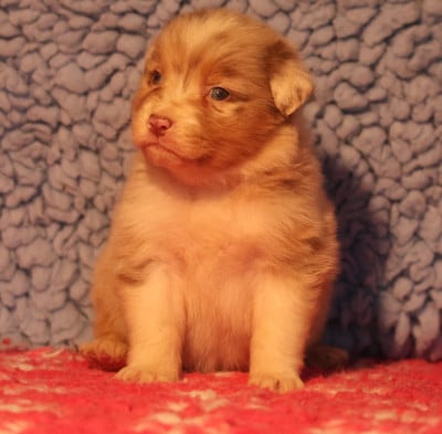Les chiots de Berger Australien