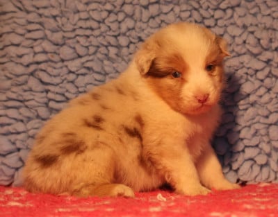 Les chiots de Berger Australien