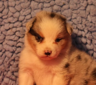 Les chiots de Berger Australien