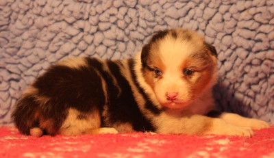Les chiots de Berger Australien