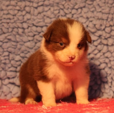 Les chiots de Berger Australien
