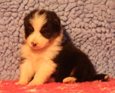 Les chiots de Berger Australien