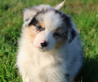 Les chiots de Berger Australien