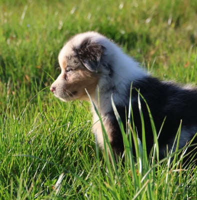 Les chiots de Berger Australien