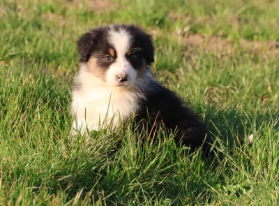 Les chiots de Berger Australien