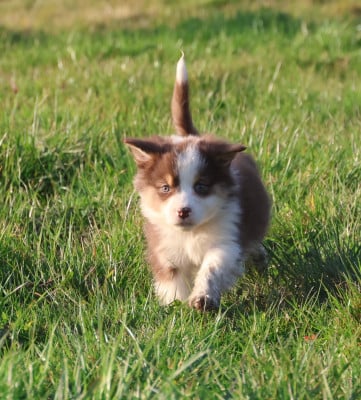 Les chiots de Berger Australien