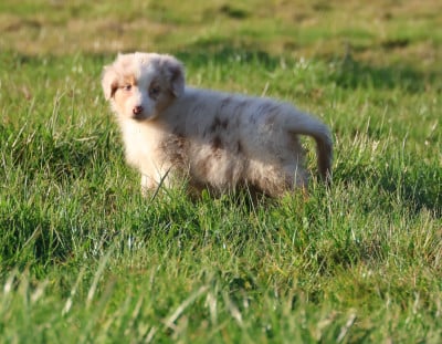 Les chiots de Berger Australien