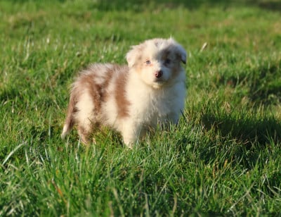 Les chiots de Berger Australien