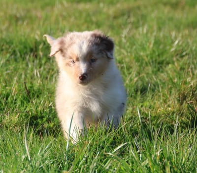 Les chiots de Berger Australien