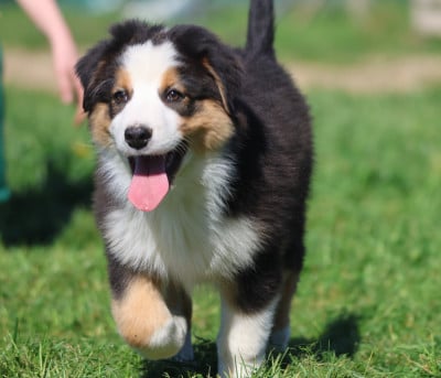Les chiots de Berger Australien