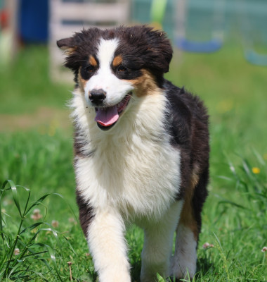 Les chiots de Berger Australien