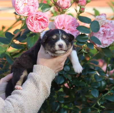 Les chiots de Berger Australien