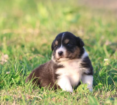 Les chiots de Berger Australien