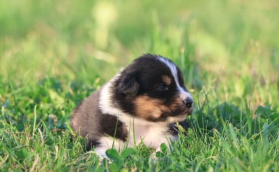 Les chiots de Berger Australien