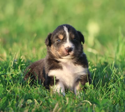 Les chiots de Berger Australien