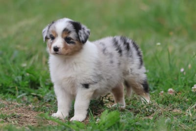 Les chiots de Berger Australien